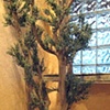 Large Potted Tree