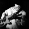 OZZIE GUITAR