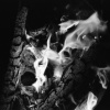 SOULS ALIGHT
