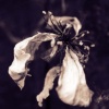 the spring is over