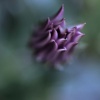 violet violence