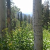 The Arborglyph in 2006