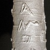 Severiano