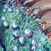 iguana closeup