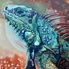 iguana