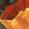 Floral Series, Dyptych