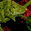 Chameleon