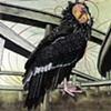 'Condor and Freeways'