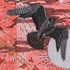 'Peregrine Falcons and Pigeons'