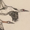 'Migrating Cranes Study'