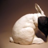 Animal Sculpture