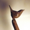Marsh Wren on Cattail