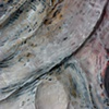 Detail of Dream Tiger