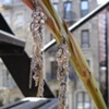 Mrs. English Earrings