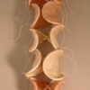 Vertebrae (back view)