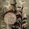 Lupine & Pessary 2
