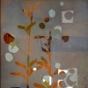 Lupine
