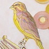 Canary