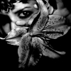 From behind a lily, I glare