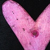 Lit Heart