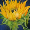 Sun Flowering