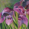 Calla Lilies 