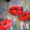 Poppies Again