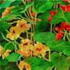 Nasturtium