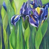 Iris