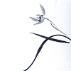 Orchid