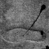 Foot Print