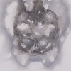 Ghost Capture