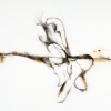 Ribbon 1