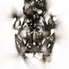 Alligator, Crown