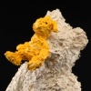 BearRabbit