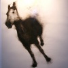 Horse: Zia