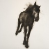 Horse: Rob Roy