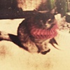 Little Kitty 2009