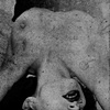 Teeth