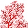 RED VEINS