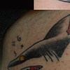 Sharks