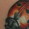 Lady Bug