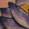 Purple Lotus
