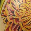 chrysanthemum