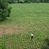 myanmar