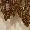 Seed Dispersal (bottom)