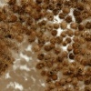 Seed Dispersal (close-up)