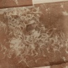 Cult of Domesticity: 1 (seed side close-up)