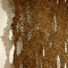 Seed Dispersal (from left)