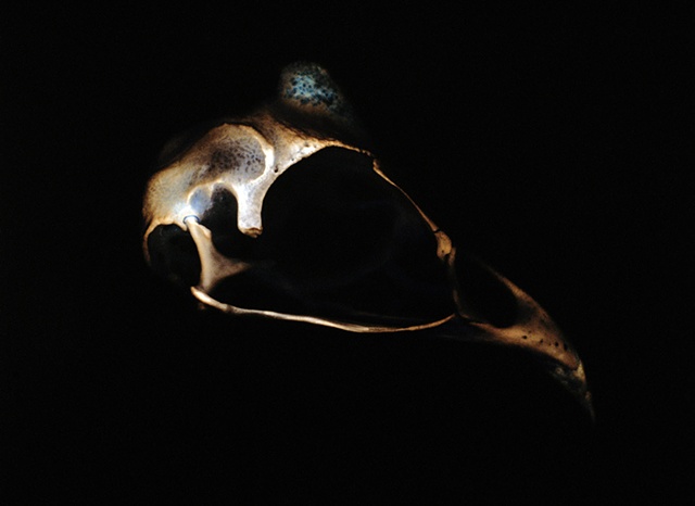 Guinea Fowl Skull